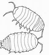 Bug Rolly Polly Roly Pill Bugs Insect Starbucks Sowbug Pillbug Preschoolers Getdrawings sketch template