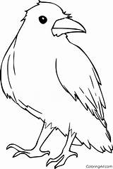 Raven Coloringall sketch template