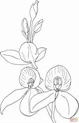 Orchid Orquidea Orquídea Disa Kewensis sketch template