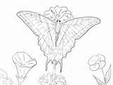 Butterfly Coloring Ulysses Tailed Swallowtail Two Pages Designlooter sketch template