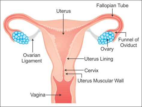Draw A Well Labelled Diagram Of Female Reproductive System