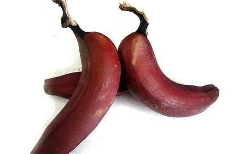 rote bananen kleiner aber besser im geschmack wiressengesund