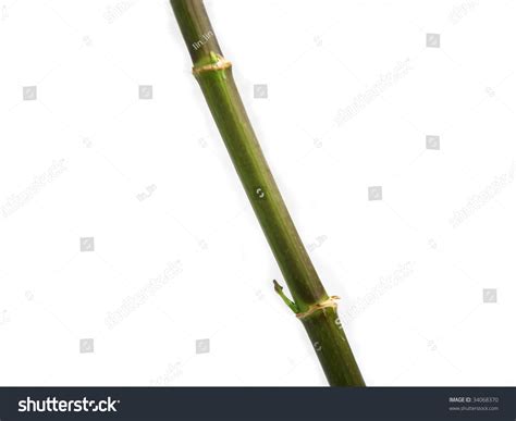 stem  white background stock photo  shutterstock