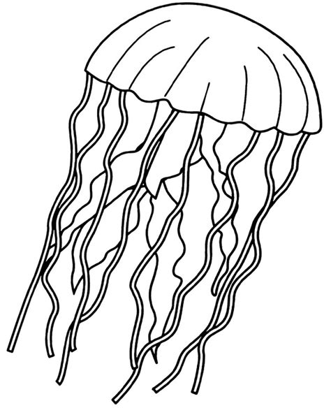 jellyfish coloring page  children medusa printable image