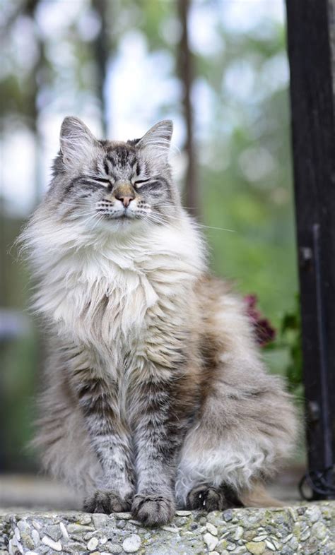 siberian cat alchetron   social encyclopedia