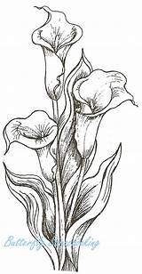 Calla Lily Coloring Drawing Bouquet Pages Flower Lilies Outline Drawings Flowers Bing Tattoo Crafty Rubber Colouring Sketches Stamp Painting Designlooter sketch template