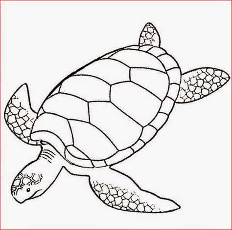 coloring pages turtles  printable coloring pages