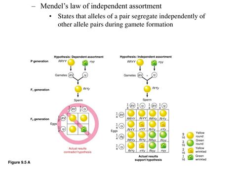 Ppt Mendelian Genetics Powerpoint Presentation Id 336093