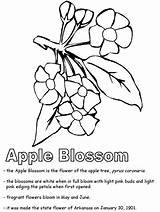 Coloring Apple Arkansas Blossom Pages Michigan Drawing Razorback Printable Clipart Flower State Razorbacks Getdrawings Kidzone Ws Color Line Symbols Bloom sketch template