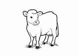 Cow Coloring Innocent sketch template