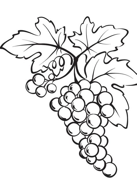coloring pages grapes coloring page  kids
