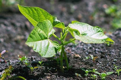 plant  grow green beans gardeners path