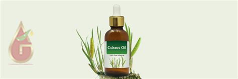 Calamus Oil – Essential Oils