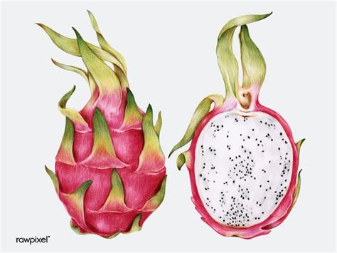 dragon fruits drawing fruit painting botanical drawings