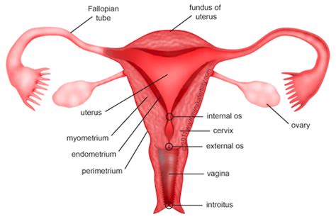 remix of remix of female reproductive system by