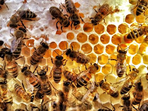 capped  uncapped honey backyard bee honey pictures bee skep