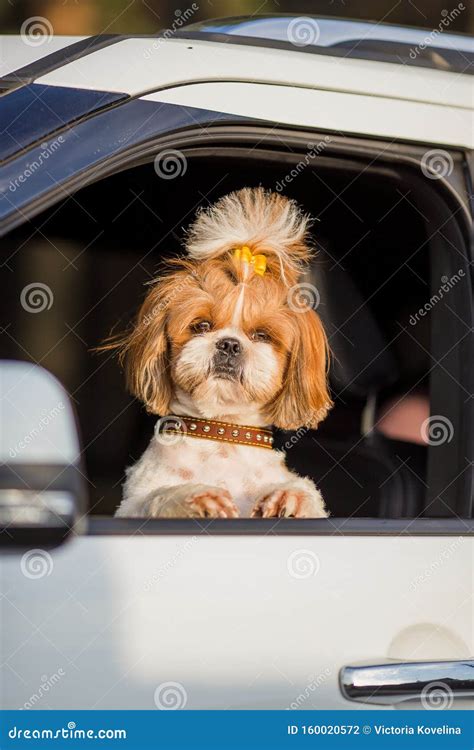 shih tzu hond rijdt met de auto een hond zit  een autostoel stock foto image  uitziend
