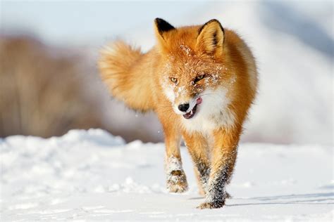 dashing winter fox wallpapers