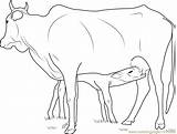 Cow Calf Coloring Feeding Pages Color Coloringpages101 Getcolorings Printable sketch template