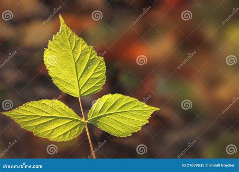 green leaves stock image image  fall grow woods