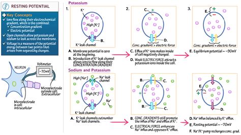 mcat biology biochemistry resting membrane potential draw