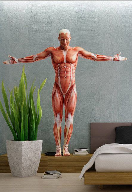human muscle man pose full color wall decal vinyl decor art sticker removable mural modern