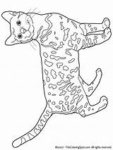 Bengal Coloring Cats Pages Cat Ausmalen Katzen Colouring Zum Malvorlagen Color Gratis Kleurplaat Poezen Ausmalbilder Muster Colors Print Book Yarn sketch template
