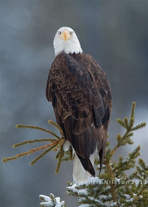 big bird birds pinterest  birds  big bird