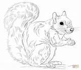 Coloring Squirrel Gray Pages Eastern Drawing Squirrels Draw Print Printable Preschool Cartoon Drawings Supercoloring Color Step Sheet Animals Animal sketch template