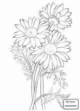 Susan Eyed Daisy Gerbera Drawing Flowers Coloring Pages Getdrawings Daisies sketch template