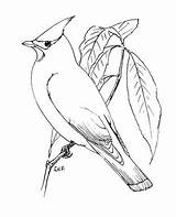 Waxwing Perched Blackbird Winged Supercoloring sketch template