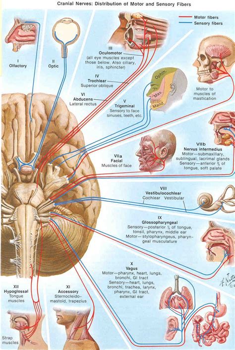 images  med surge cranial nerves  pinterest songs