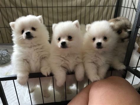 adorable german spitz puppies  sale  sale adoption  johor batu pahat  adpostcom