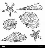 Conchiglie Coquillages Seashells Seashell Modello Impostare sketch template