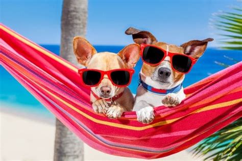 dogsbestlifes summer safety tips    dog happy healthy