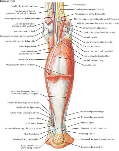 Anatomia De Los Musculos De Las Piernas Mt Musculos De Las Piernas Images