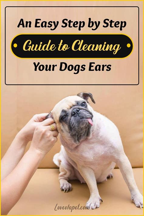 clean dogs ears  home  steps love   pet dogs ears