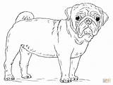 Pug Coloring Pages Dog Draw Printable Cute Drawing Puppy Pugs Step Print Kids Dogs Mops Drawings Tutorials Popular Getdrawings Coloringhome sketch template