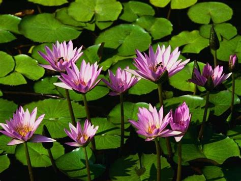 Water Lilies Healing Gardens
