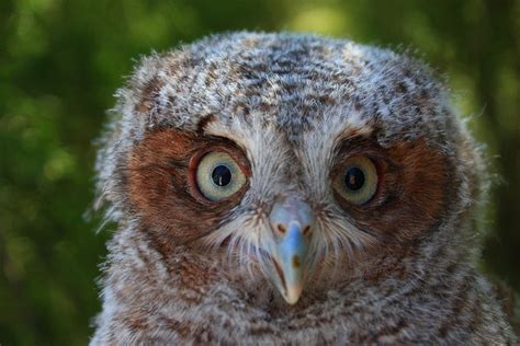 baby screech owl owls pinterest