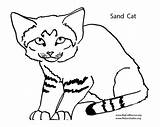 Coloring Pages Wildcats Kentucky Wildcat Getcolorings sketch template