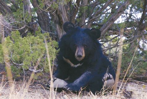 22 moon bears tortured on a south korean breeding farm are now enjoying