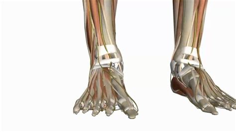 muscles   foot part   anatomy tutorial anatomy tutorial