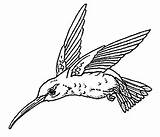 Hummingbird sketch template