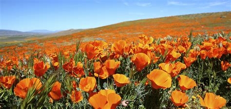 experience  spectacular poppy reserve  antelope valley