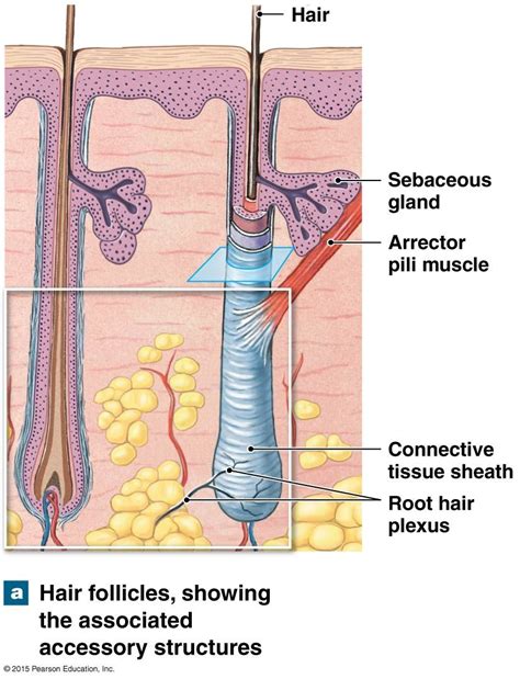 hair follicles showing   accessory structures medical anatomy human heart
