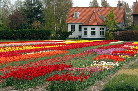 flower houses xcitefunnet