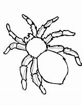 Spider Halloween Coloring Pages Redback Lovely 1600px 1236 56kb Getdrawings Color Getcolorings sketch template