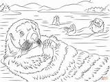 Otter Otters Morskie Wydry Supercoloring Urocze Designlooter Wydra Coloringbay Lontra Kolorowanka Drukuj Voorbeeldsjabloon Onlinecoloringpages sketch template