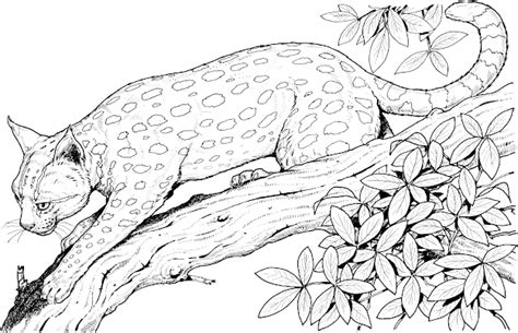 top land animals coloring pages  coloring pages   kids